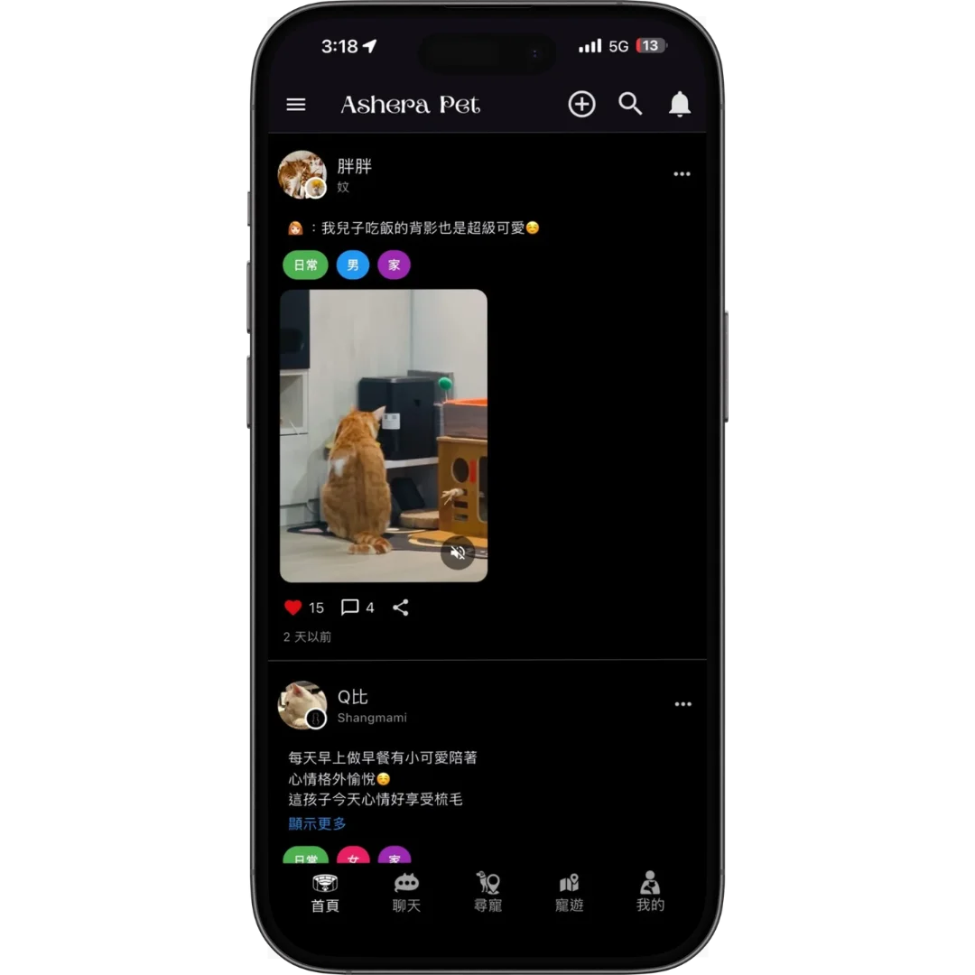 分享毛孩的日常點滴